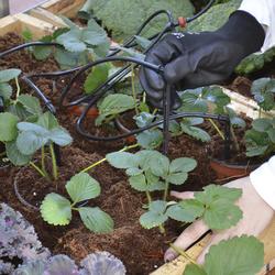 PALRAM Kasteluj&auml;rjestelm&auml; kasvihuoneeseen