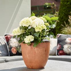 Bola ruukku art stone - Oak Ø28 x K24